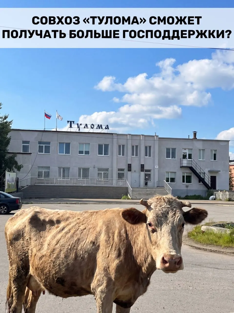 Правила субсидирования молочных ферм изменили: теперь федеральную поддержку смогут получать хозяйства с долей гос- или мунвласти свыше 25%. Для Мурманской области это важно, но сотрудники совхоза «Тулома» бьют тревогу из‑за нехватки кормов и долгов.