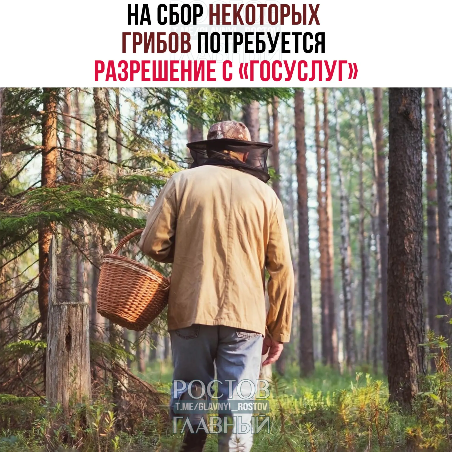 С 1 сентября 2027 года для сбора отдельных редких грибов потребуется оформление пропуска через портал «Госуслуги». Заявления будут рассматривать до 15 дней; за сбор краснокнижных видов без разрешения грозит уголовная ответственность.