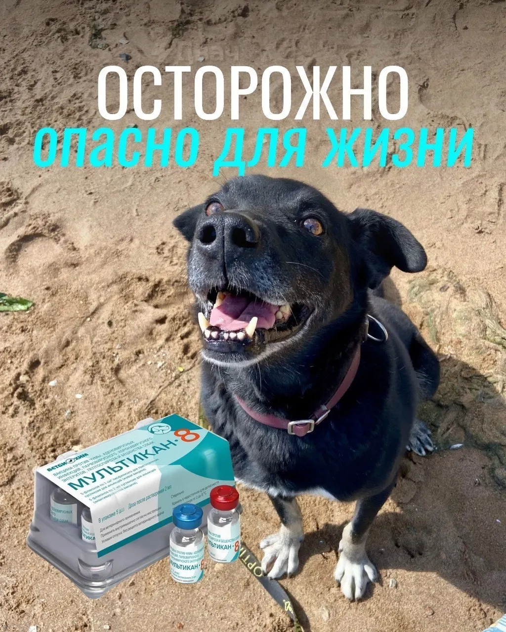 У некоторых собак после вакцинации возникли тяжёлые реакции, часть животных погибла; начинается проверка вакцины.